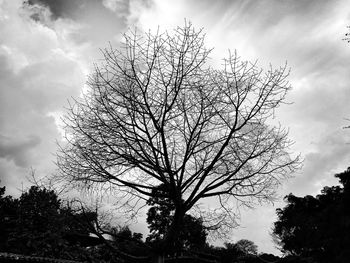 Low angle view of tree against sky