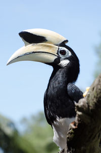 Low angle view of oriental pied hornbill perching on branch