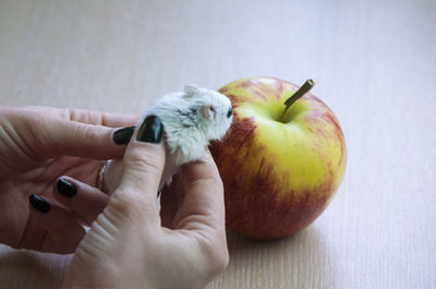 Close-up of hand holding apple