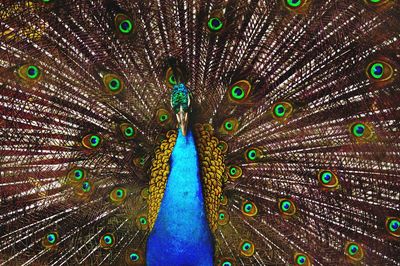 Close-up of peacock