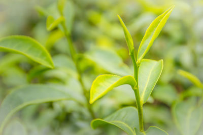 Close-up of fresh green plant