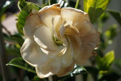 Close-up of white flowering plant