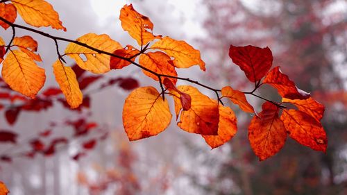 Close-up of autumnal leaves against blurred background