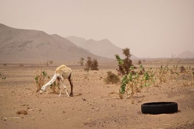 View of horse on field against sky