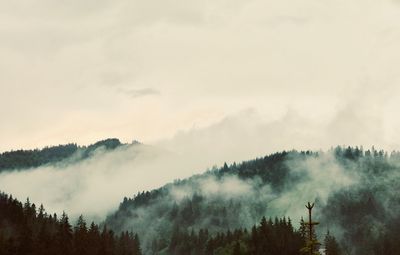 Panoramic view of forest against sky