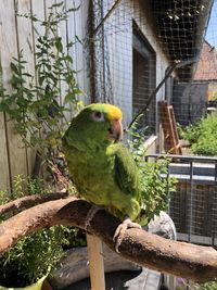 Close-up of parrot perching on branch