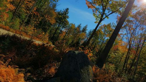 Trees in forest