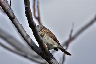 Close-up of bird perching on tree against sky