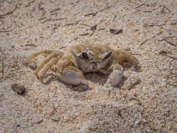 View of crab on sand