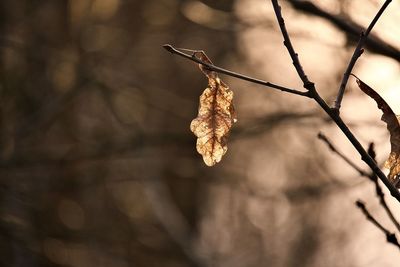 Close-up of dried leaves on tree