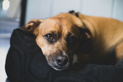 Close-up portrait of dog lying at home