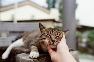 Close-up of hand petting cat