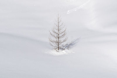 Close-up of bare tree on field during winter