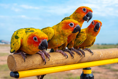 Close-up of parrot perching on railing