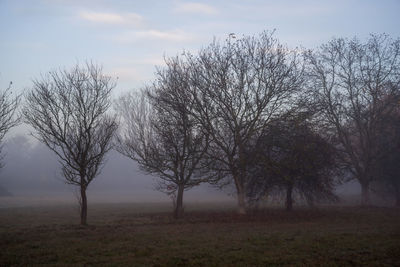 Bare trees on field against sky