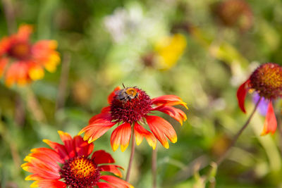 Close-up of honey bee pollinating on flower