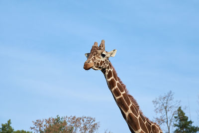 Giraffe head against blue sky