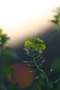 Close-up of plant against sky