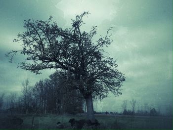 Bare trees on field against cloudy sky