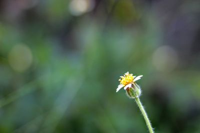 Close-up of insect on flower