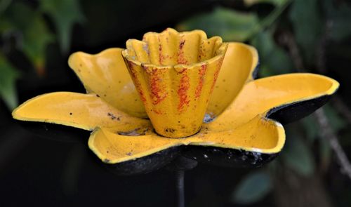 Close-up of red flower