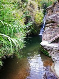Scenic view of river flowing amidst trees in forest