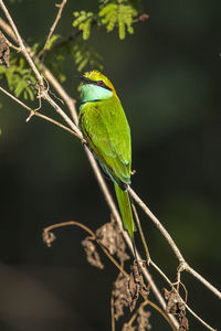Close-up of bird perching on plant