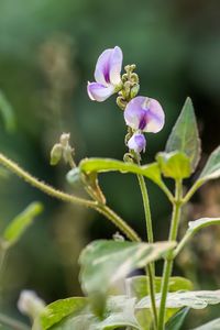 Close-up of purple flowering plant