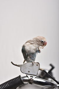 Close-up of bird perching on metal