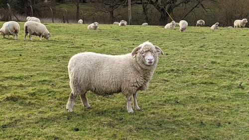 Sheep grazing in a field