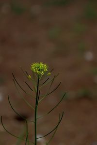 Close-up of plant