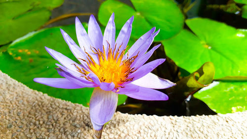 Close-up of lotus water lily in pond