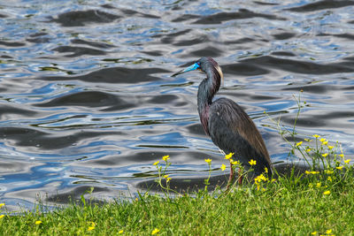 View of a bird at lakeshore