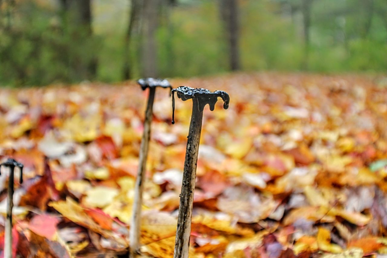 CLOSE-UP OF BICYCLE FALLING ON DRY LEAVES