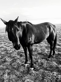 Horse standing in a field