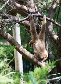 View of monkey on tree branch