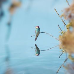 Bird perching on twig