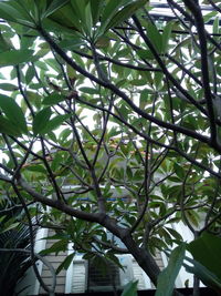 Low angle view of bamboo trees