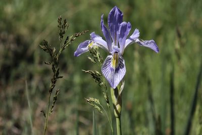 Close-up of purple flowering plant on field