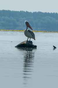 Side view of a bird in lake