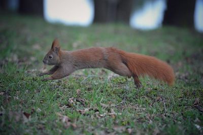 Squirrel running on field