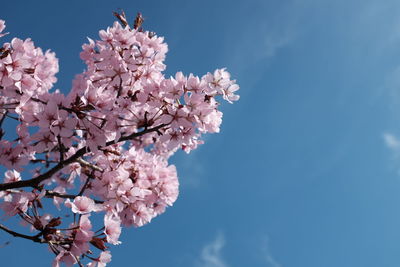 Low angle view of apple blossoms against sky