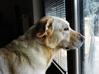 Close-up of dog looking through window