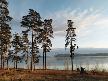 Trees on field against sky