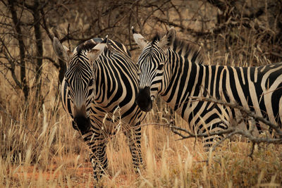 View of two zebras