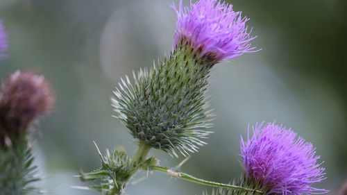 Close-up of purple thistle flowers