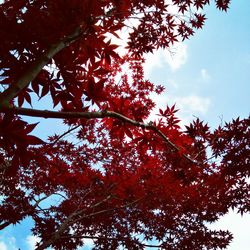 Low angle view of maple tree