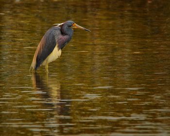 Blue heron in titusville, fl