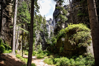 Trees growing in forest