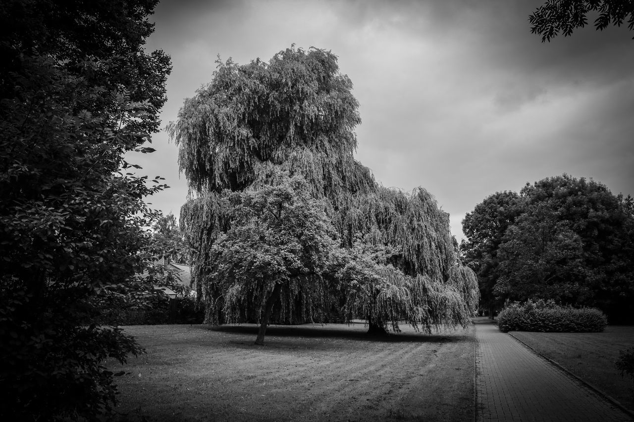 tree, growth, nature, sky, outdoors, tranquility, no people, tranquil scene, day, scenics, the way forward, beauty in nature, cloud - sky, road, landscape